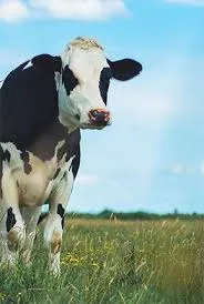 inek şsldfksldkfşsd